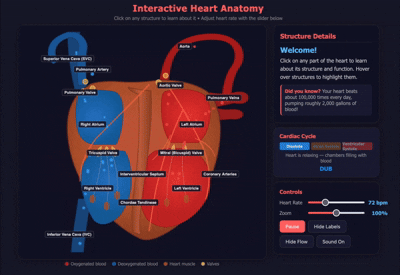 Animated screen recording of the interactive heart-rate simulation